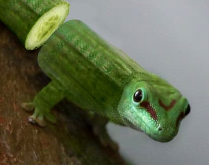 Cucumbers